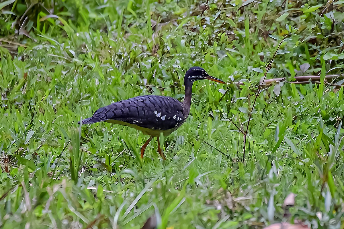 Sunbittern - ML634601464
