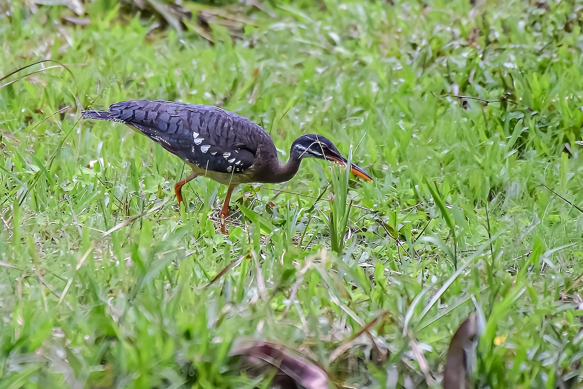 Sunbittern - ML634601465