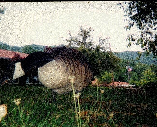 カナダガン - ML634601469