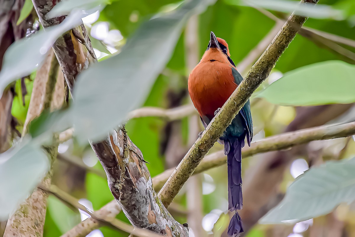 Rufous Motmot - ML634601474