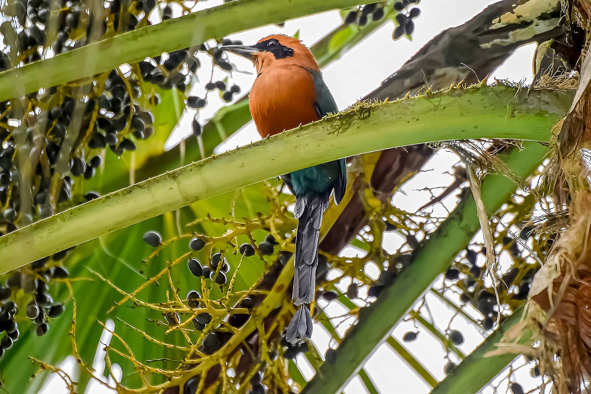 Rufous Motmot - ML634601475