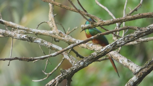 Jacamar à queue rousse - ML634601484