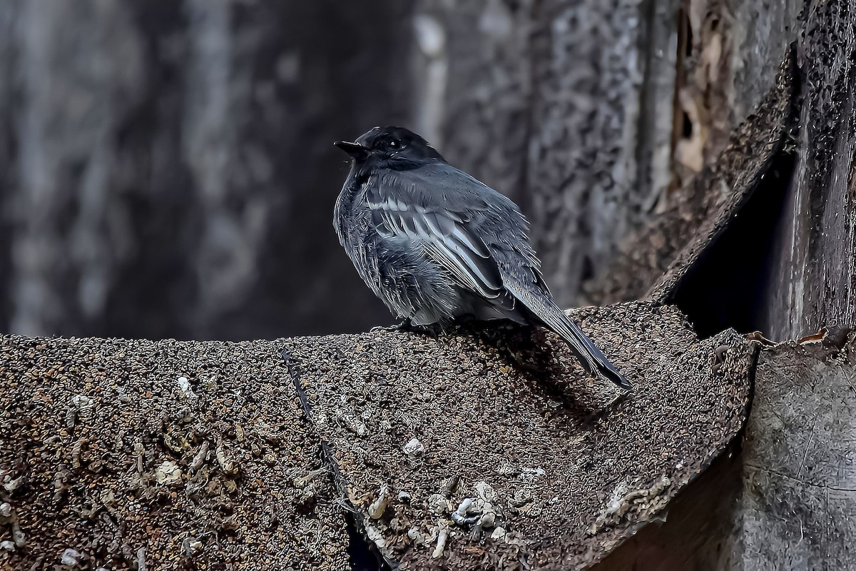Black Phoebe - ML634601499
