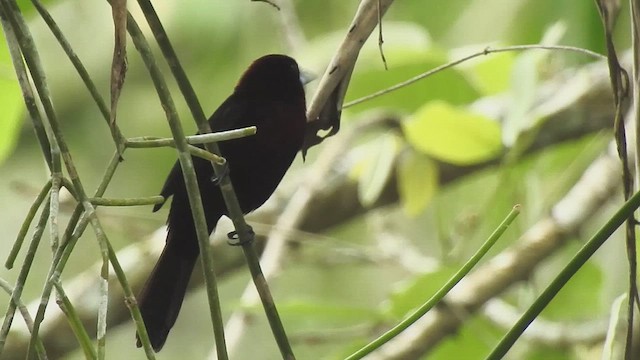 Silver-beaked Tanager - ML634601514