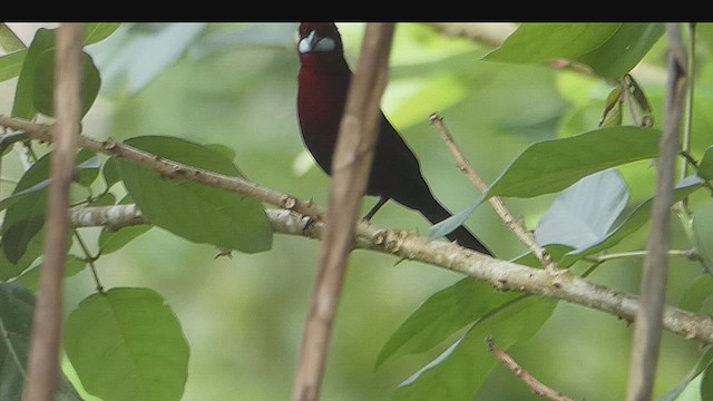 Silver-beaked Tanager - ML634601516