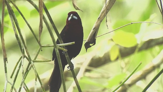 Silver-beaked Tanager - ML634601519