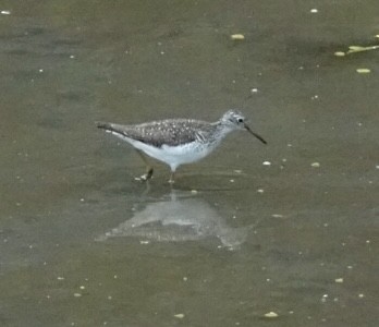 Solitary Sandpiper - ML634601521