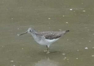 Solitary Sandpiper - ML634601522