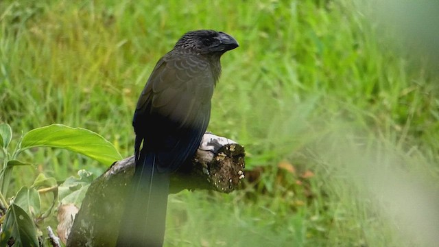 Smooth-billed Ani - ML634601535