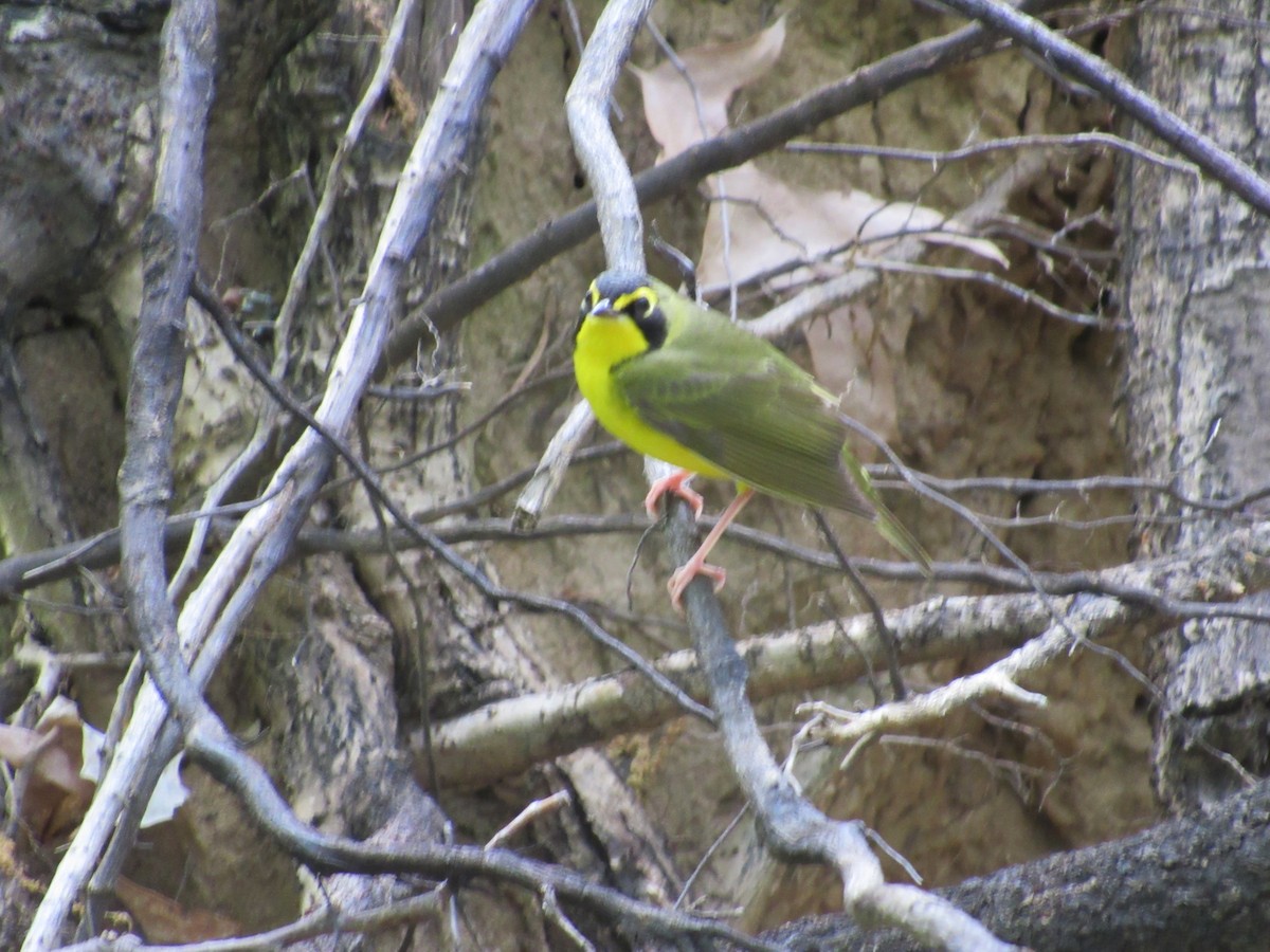 Kentucky Warbler - ML634601537