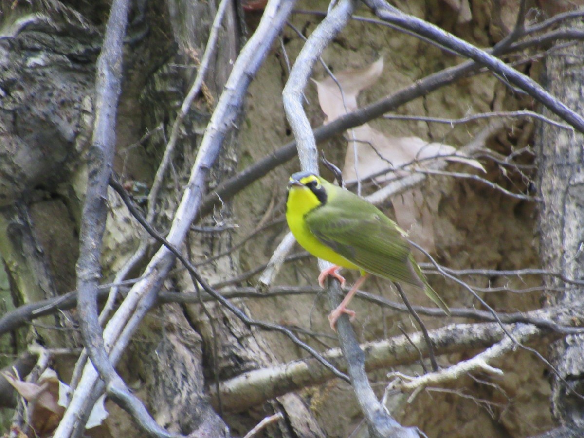 Kentucky Warbler - ML634601538