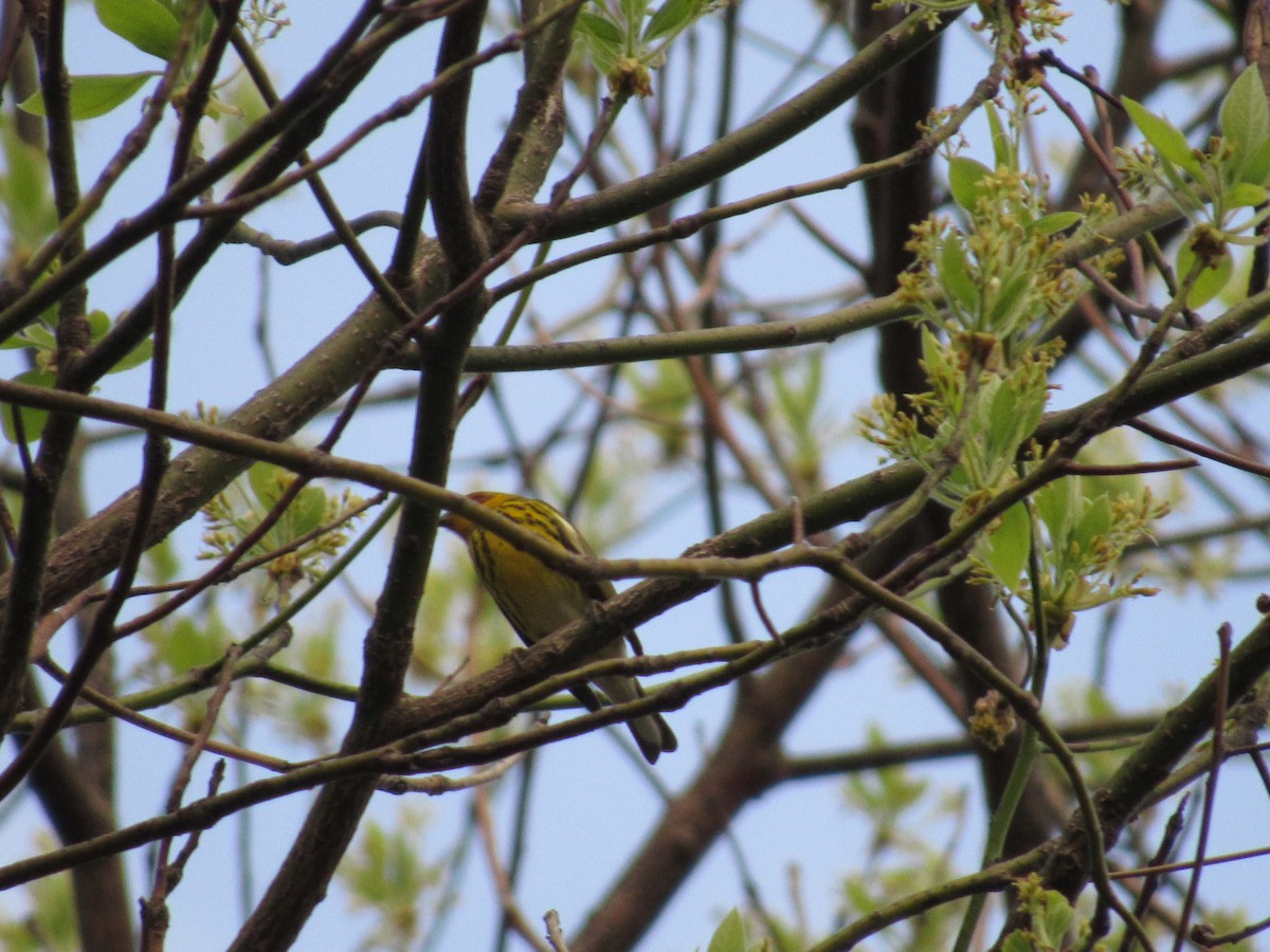 Cape May Warbler - ML634601542