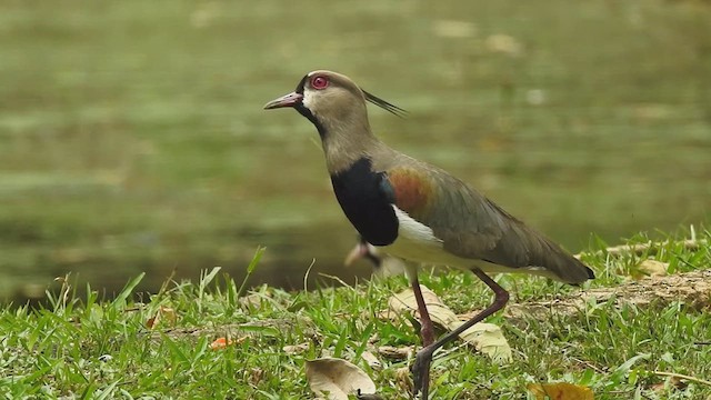 ナンベイタゲリ - ML634601577