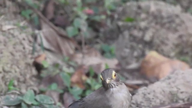 Spectacled Thrush - ML634601610