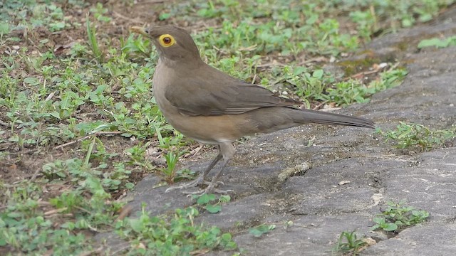 Spectacled Thrush - ML634601618