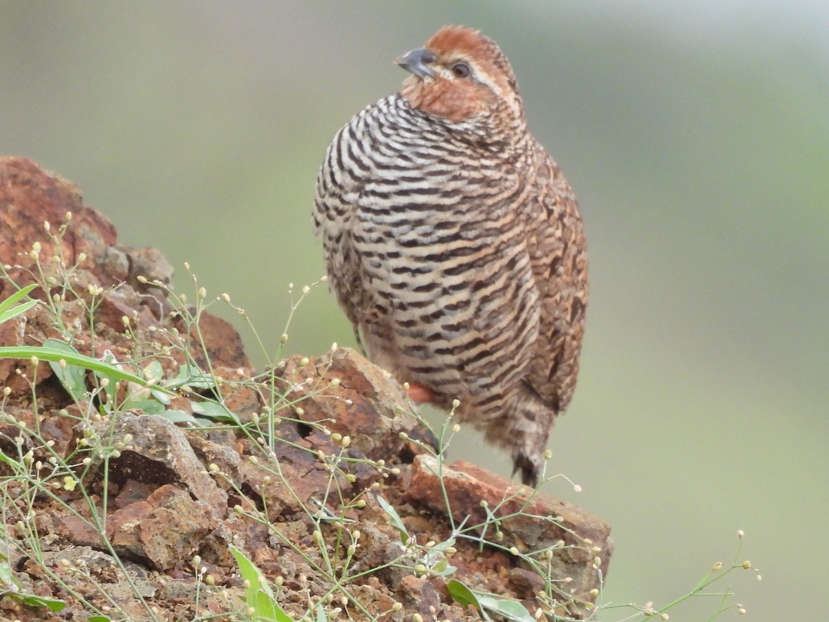 Perdicilla Argundá - ML634601726
