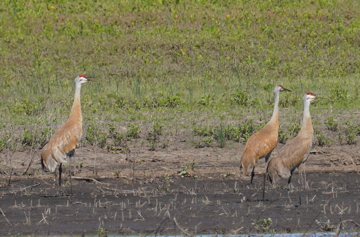 Sandhill Crane - ML634601805
