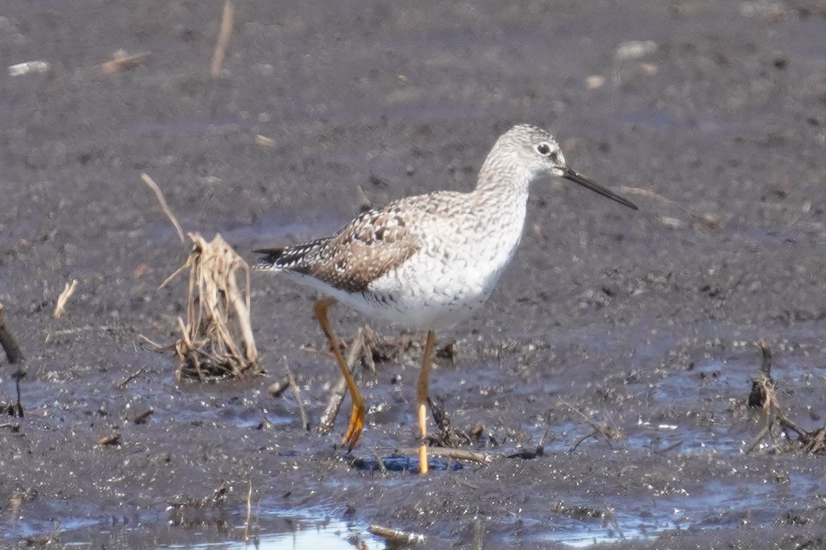 Greater Yellowlegs - ML634601850