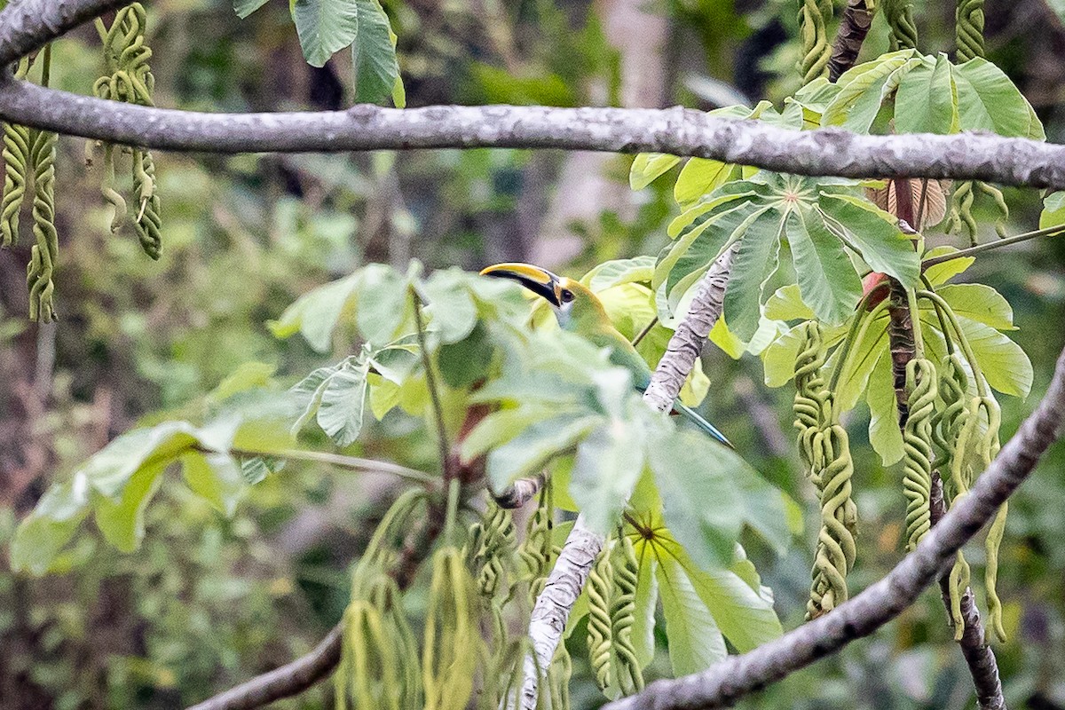 Northern Emerald-Toucanet (Wagler's) - ML634601896