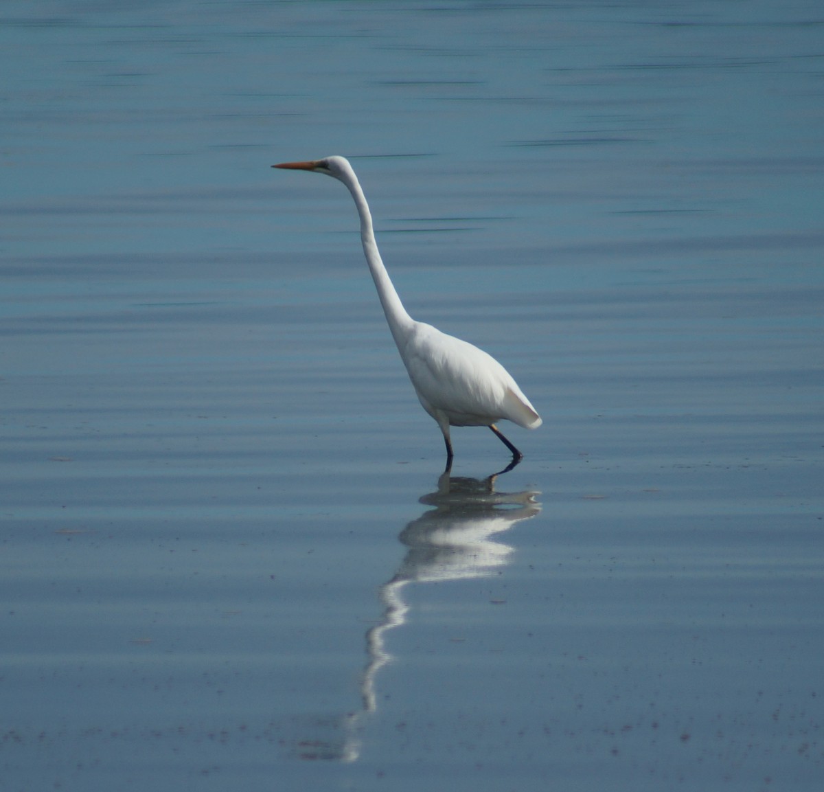 Great Egret - Sara Young