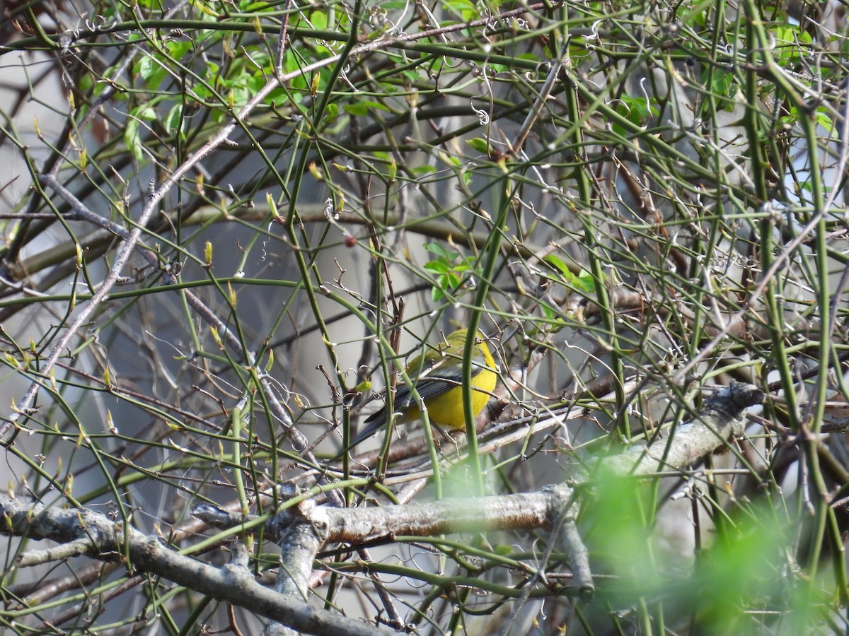 Blauflügel-Waldsänger - ML634601993