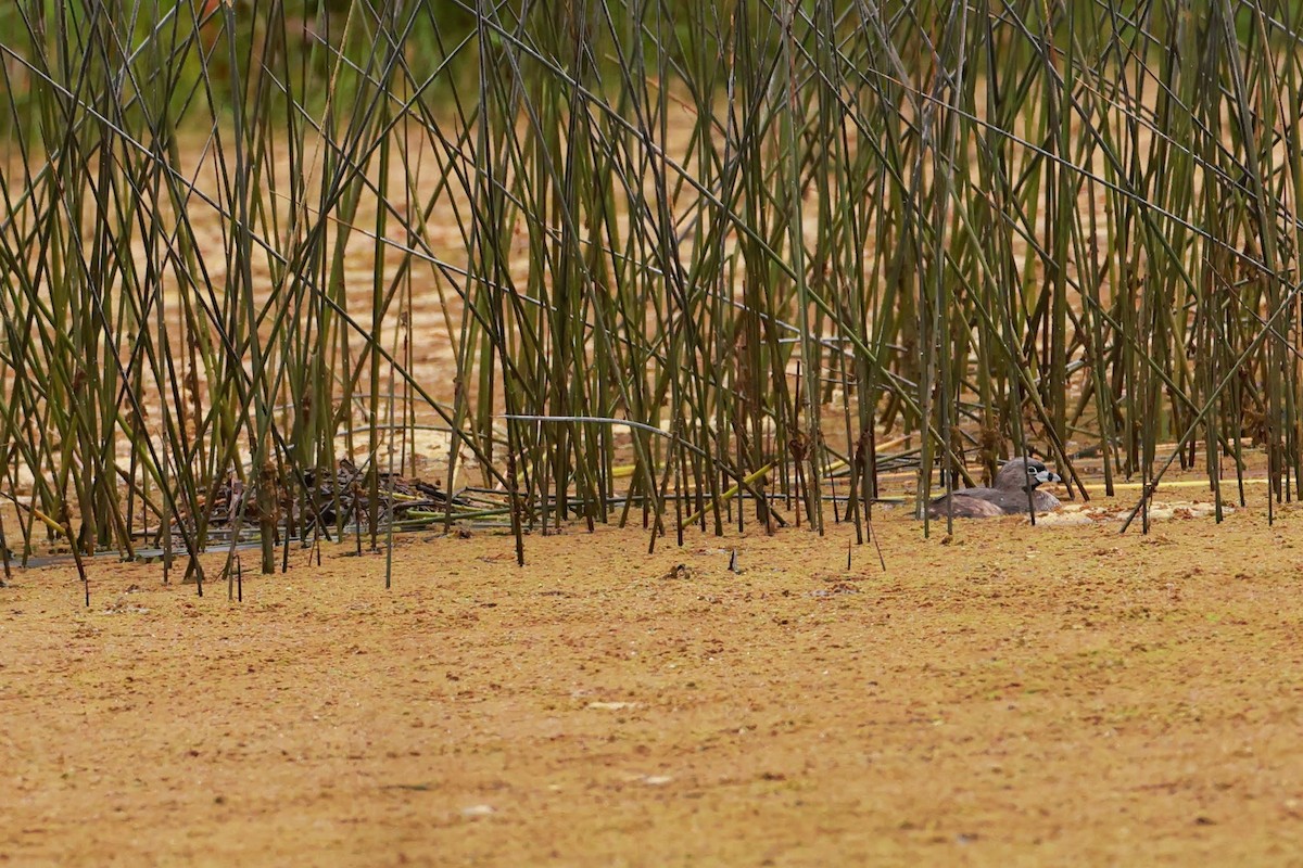 Pied-billed Grebe - ML634601997