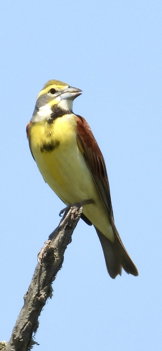 Dickcissel - ML634602026