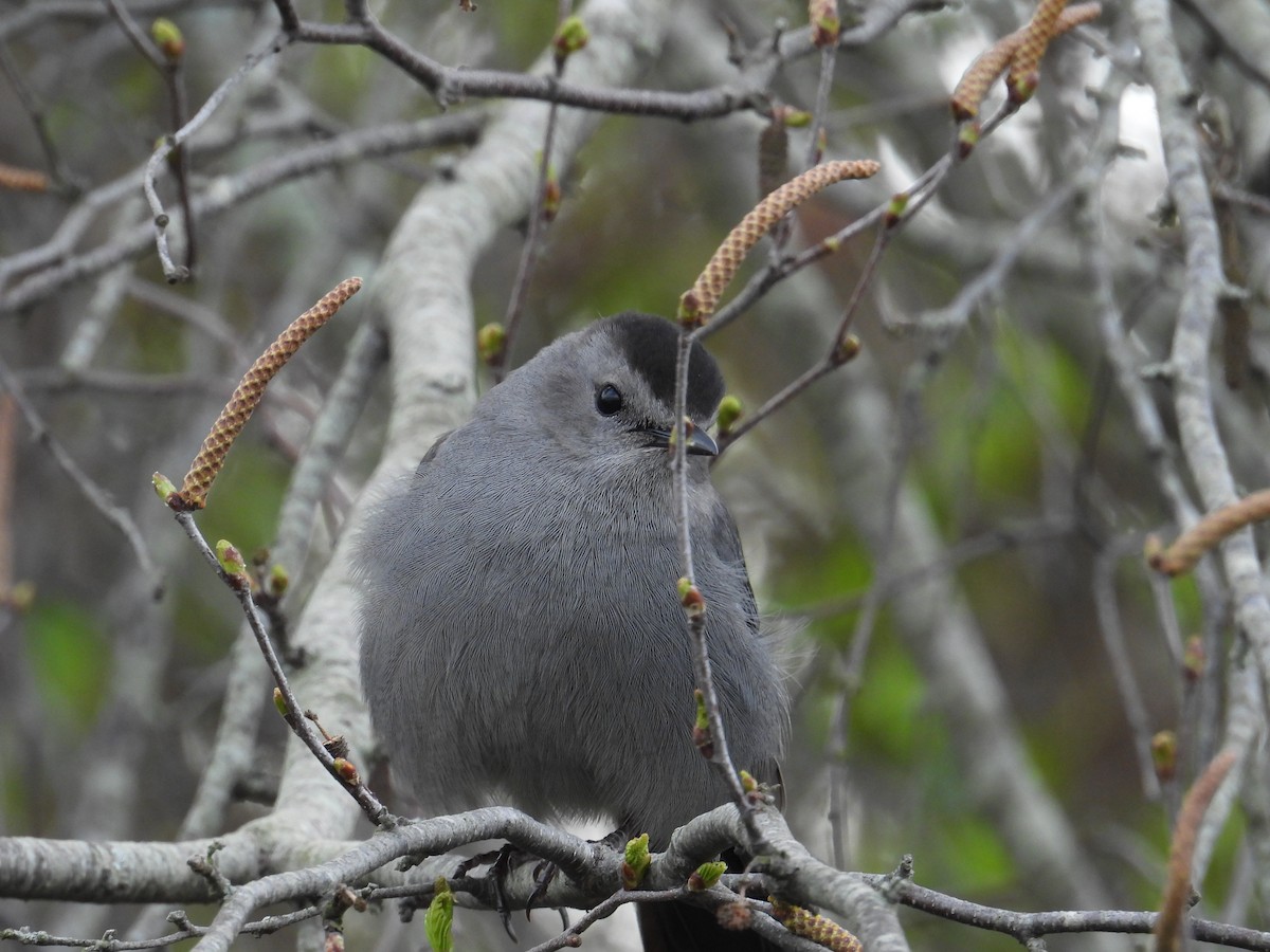 Katzenspottdrossel - ML634602058