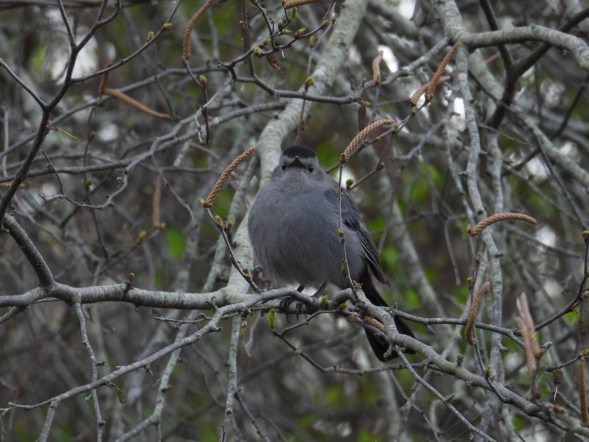 Katzenspottdrossel - ML634602059