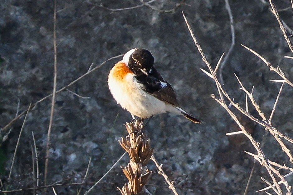 Siberian Stonechat (Caspian) - ML634602075