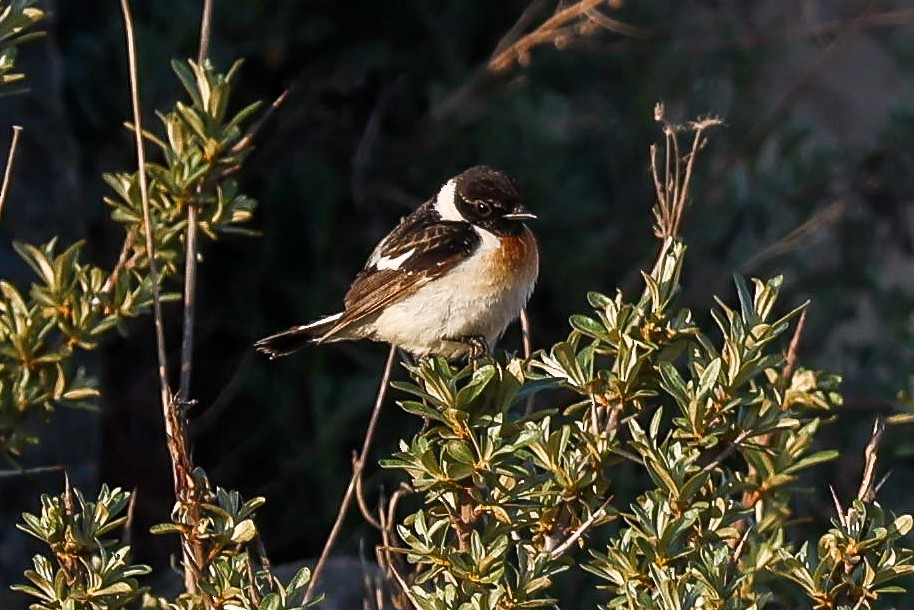 Siberian Stonechat (Caspian) - ML634602077