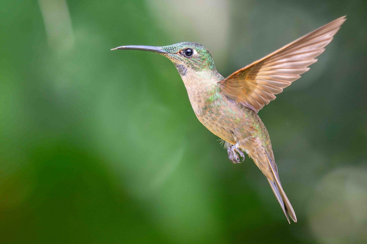 Fawn-breasted Brilliant - ML634602084
