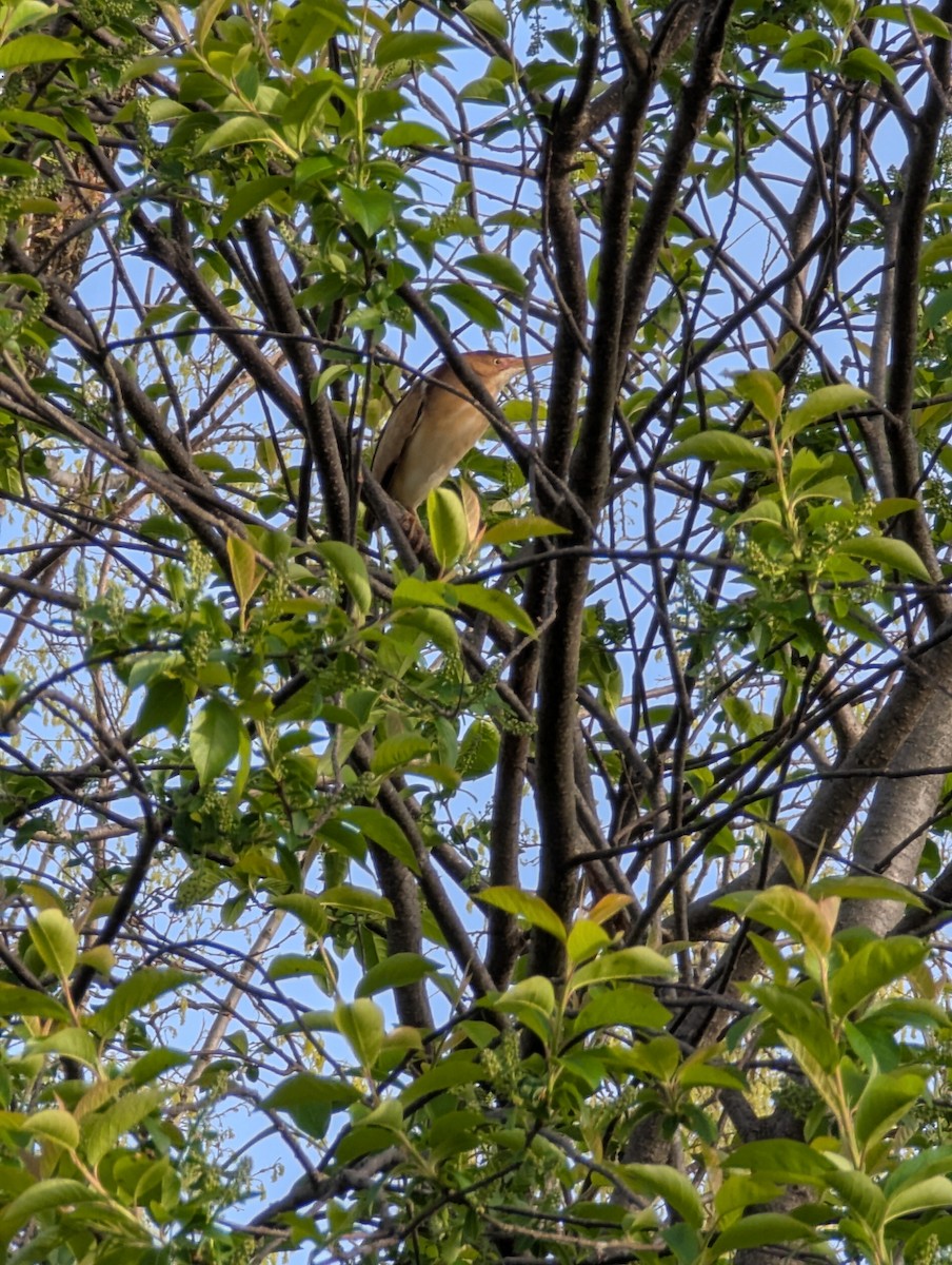 bukáček americký - ML634602099