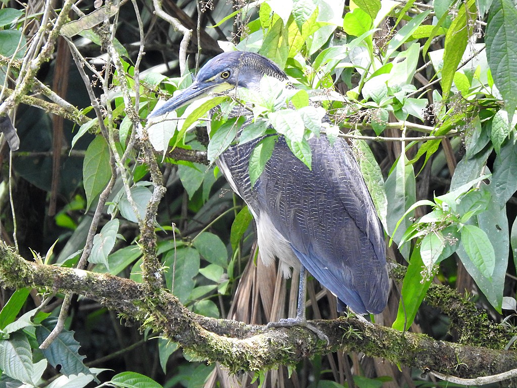 Fasciated Tiger-Heron - ML634602115