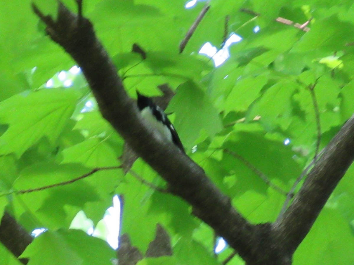 Black-throated Blue Warbler - ML634602200