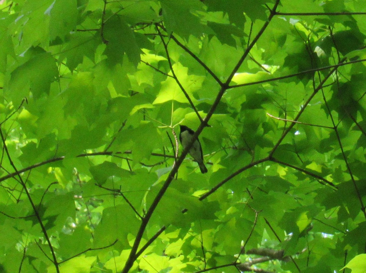 Black-throated Blue Warbler - ML634602201