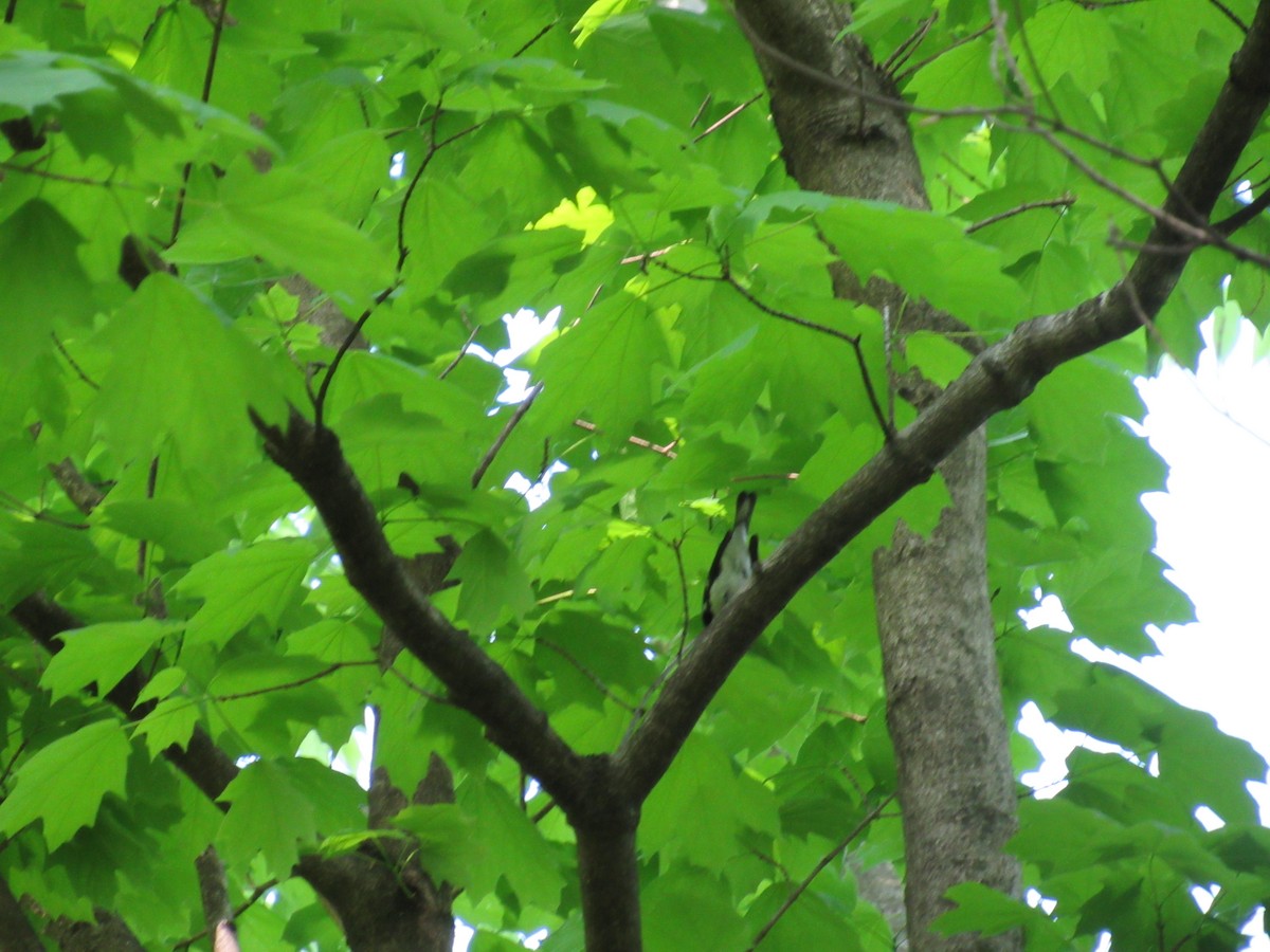 Black-throated Blue Warbler - ML634602202