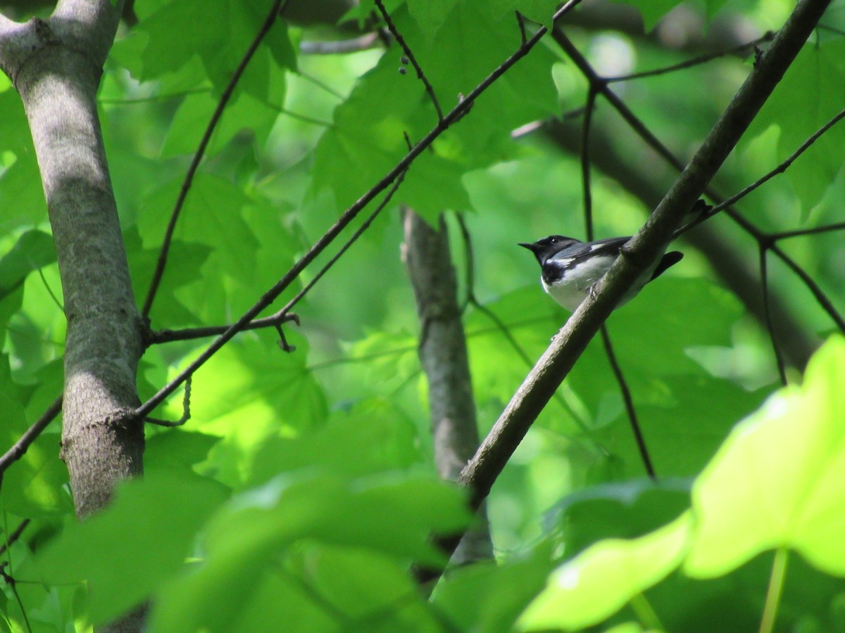 Black-throated Blue Warbler - ML634602203