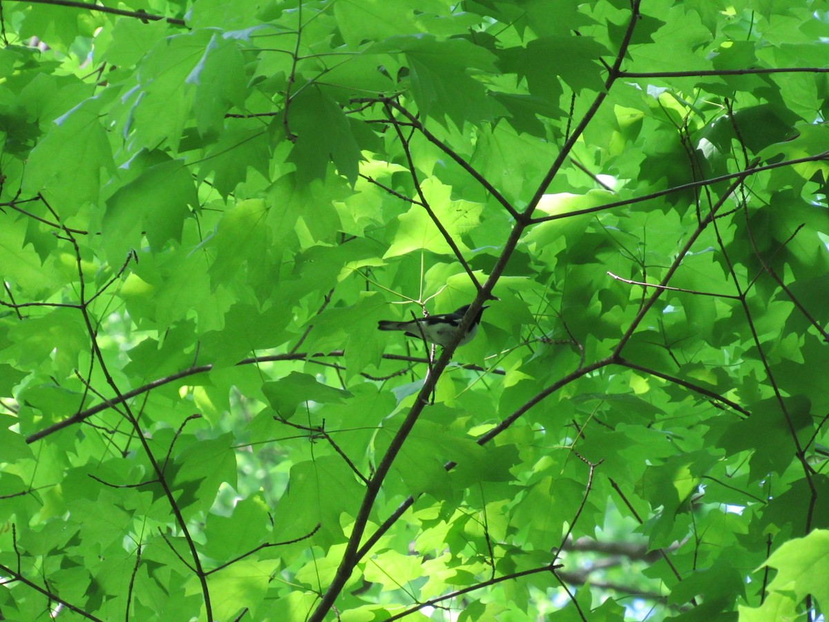Black-throated Blue Warbler - ML634602204