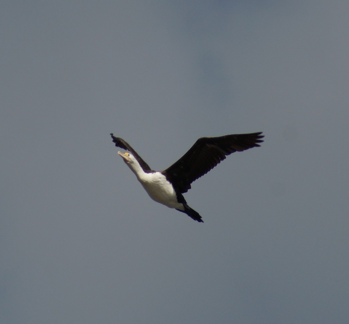 Pied Cormorant - ML63460221