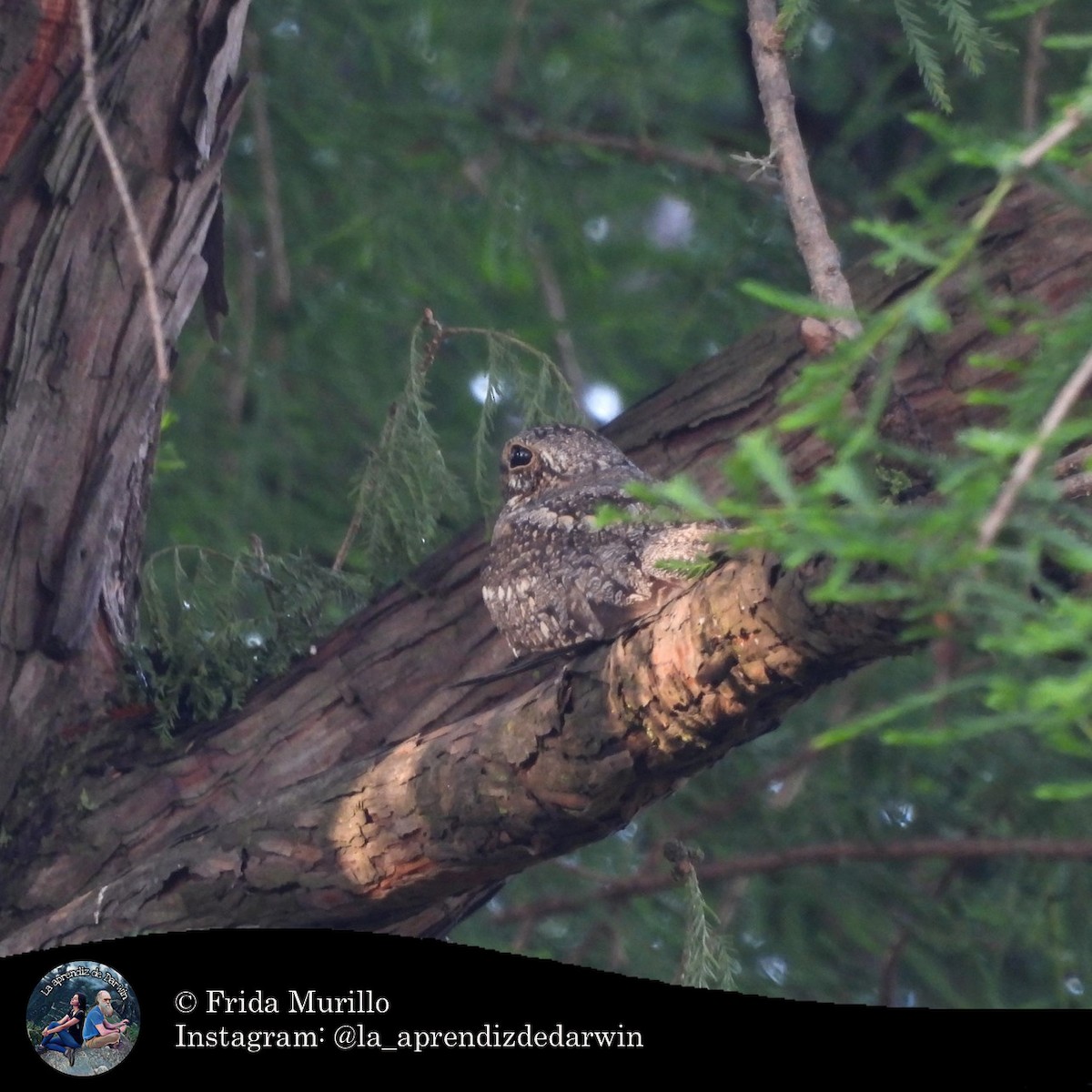 Lesser Nighthawk - ML634602223