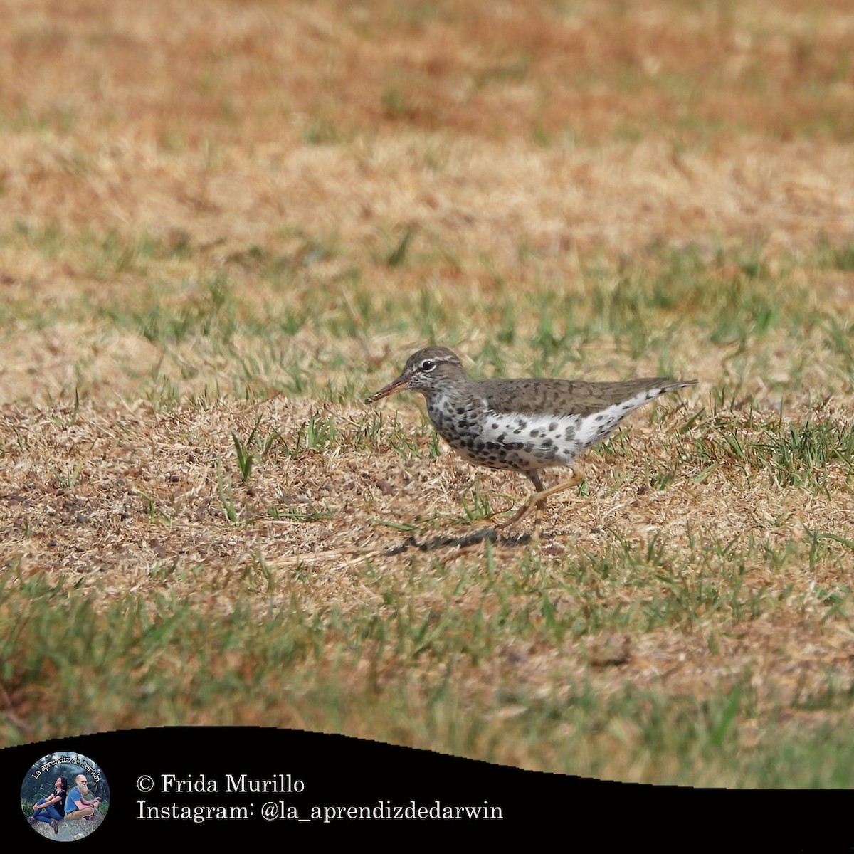 Piro piro macchiato - ML634602244