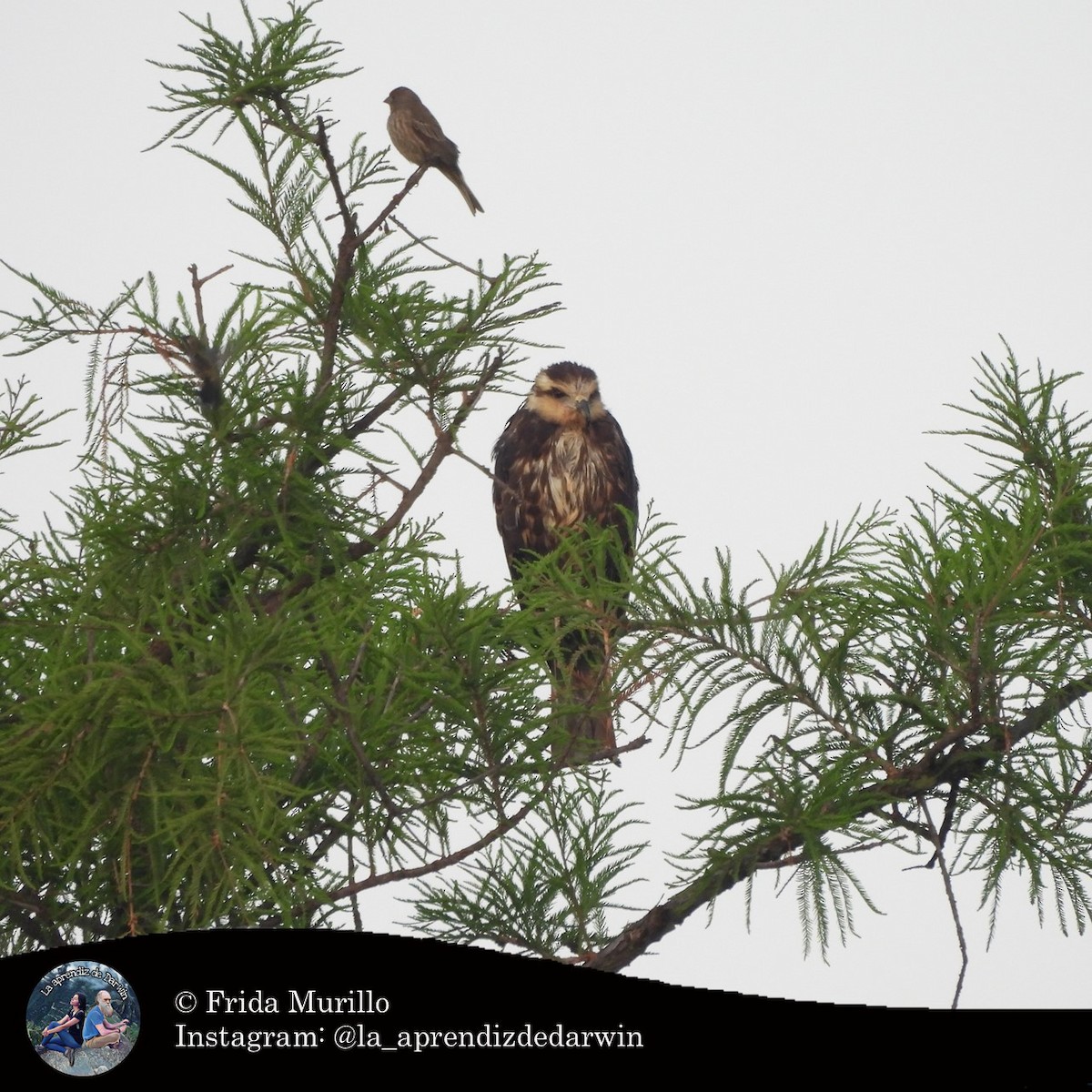 Snail Kite - ML634602263