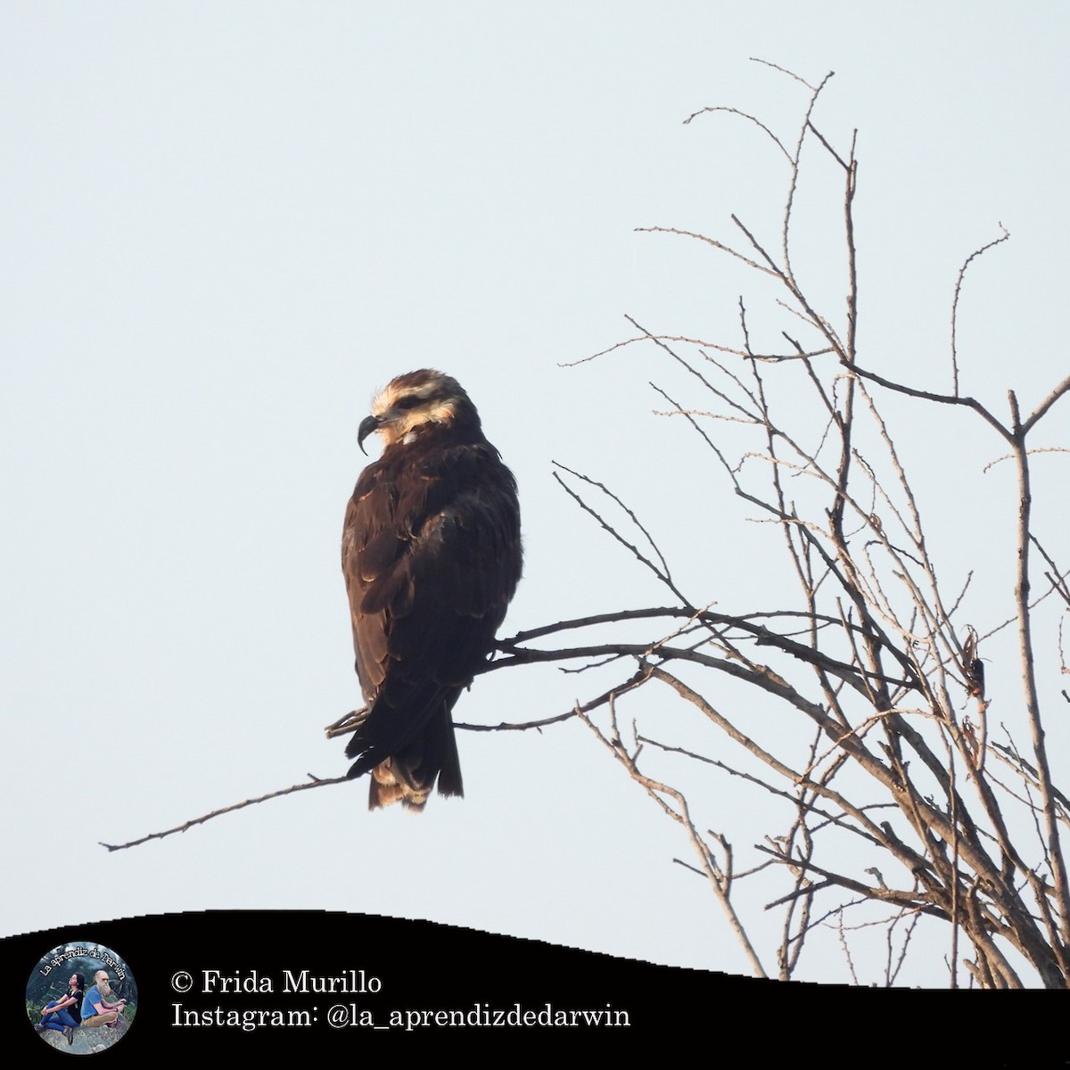 Snail Kite - ML634602264