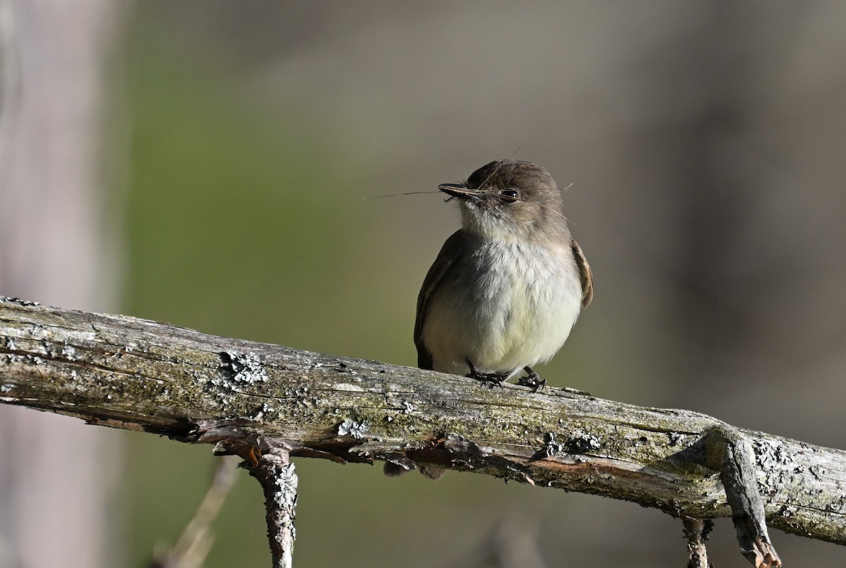 Eastern Phoebe - ML634602270