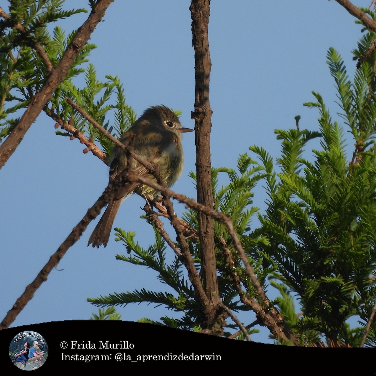 Least Flycatcher - ML634602275