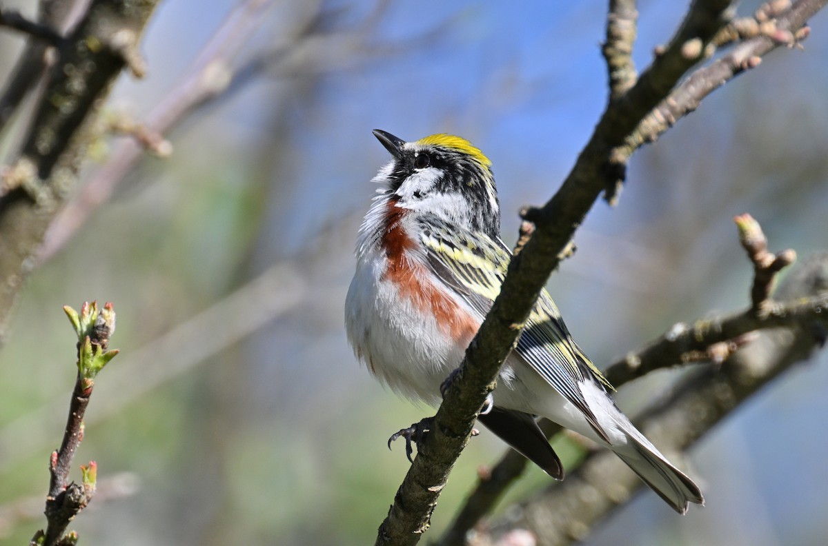 Chestnut-sided Warbler - ML634602294
