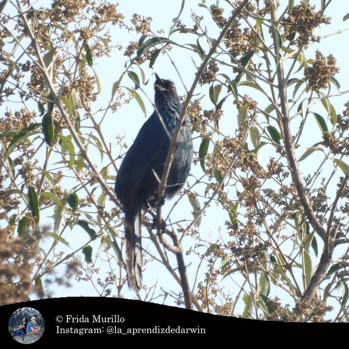 Blue Mockingbird - ML634602308