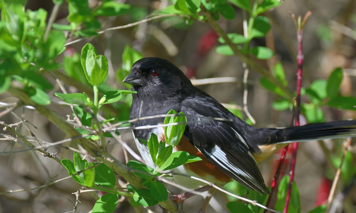 Eastern Towhee - ML634602316