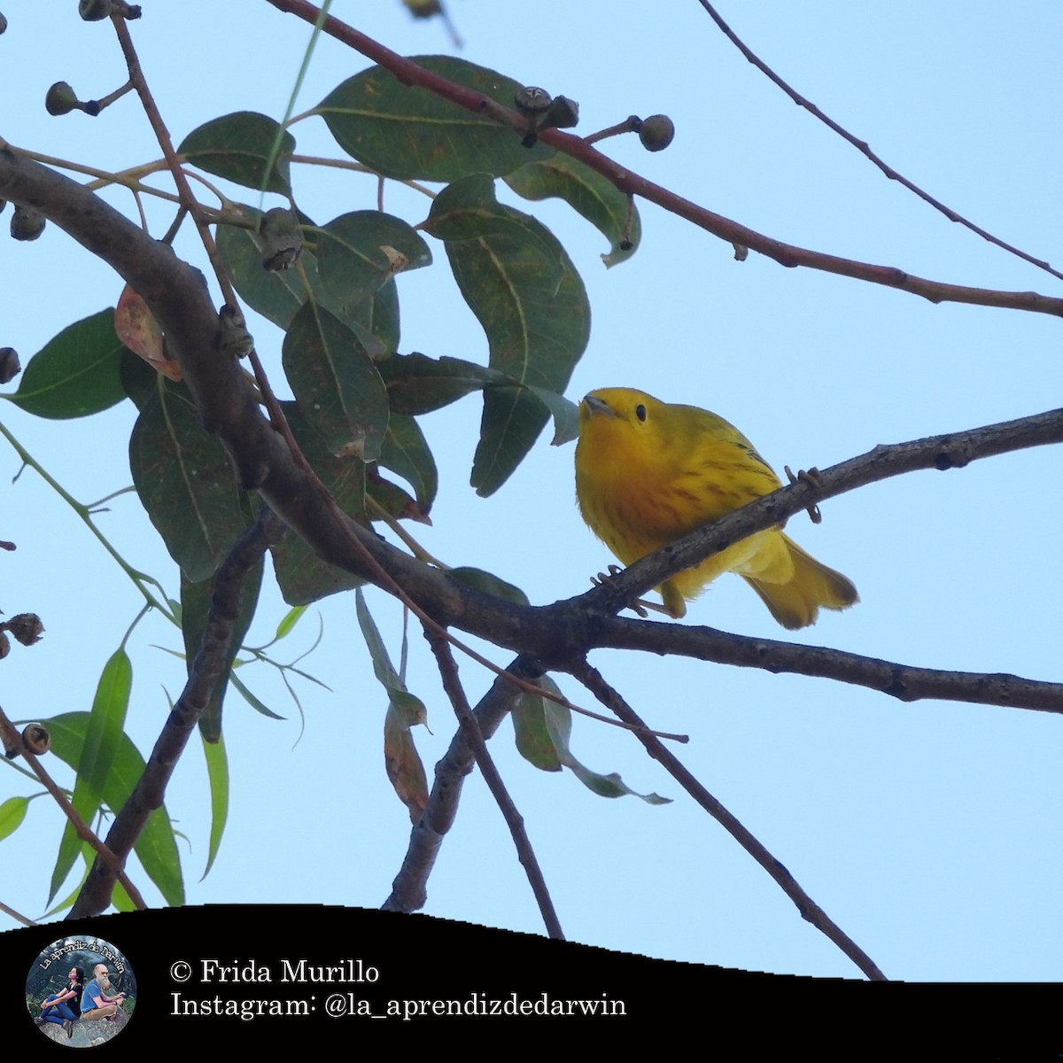 Northern Yellow Warbler - ML634602338
